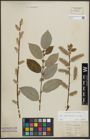 Foto von Salix appendiculata Vill. x Salix caprea L.